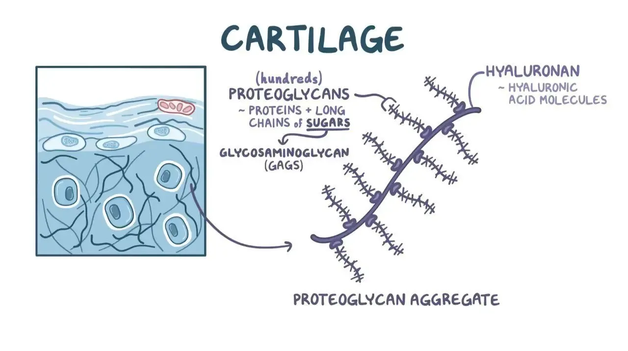 Structure of cartilage